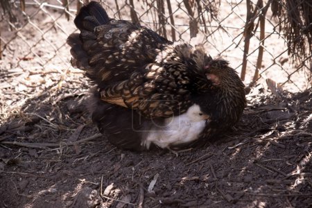 Foto de La madre gallina tiene a su polluelo bajo su ala - Imagen libre de derechos