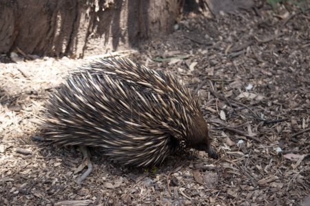 the short nosed echidna has strong-clawed feet and spines on the upper part of a brownish body. The snout is narrow and the mouth is small, with a tongue that is long and sticky
