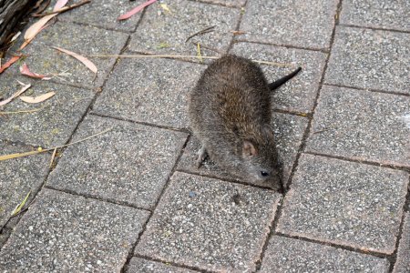 The Long-nosed Potoroos have a brown to grey upper body and paler underbody. Long-nosed Potoroos have a long nose that tapers with a small patch of skin extending from the snout to the nose.