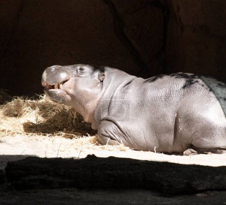 Pygmy Hippos are large semi-aquatic mammals, with a large barrel-shaped body, short legs, a short tail and an enormous head