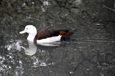 The Radjah Shelduck is white with a chestnut band across its chest. Its wingtips, back, rump and tail are black. It has a white eye with pink legs, feet and beak.