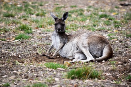 Westliches graues Känguru hat graubraune Farbe. Ihre Unterteile sind hellgrau oder weißlich. Sie haben lange Ohren mit weißlichem Innenrand und dunkle Augen.