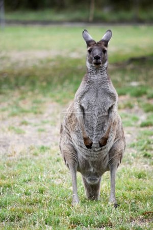 Western grey kangaroo has grey brown in colour. Their underparts are pale grey or whitish. They have long ears with a whitish inner fringe and dark eyes.