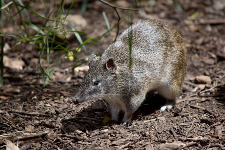 Bandicoots are about the size of a rabbit, and have a pointy snout, humped back, thin tail and large hind feet