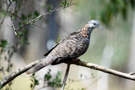 die barbusige Taube hat einen blau-grauen Kopf, Hals und Oberbrust, mit einem charakteristischen rötlich-bronzefarbenen Fleck am Hinterhals, mit dunklem Barring.