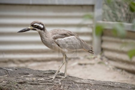 The beach stone curlew is largely grey-brown upperparts with a distinctive black-and-white striped face and shoulder-patch.