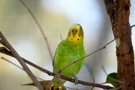 Téléchargez les photos : Le plumage des bourgeons est jaune vif et vert, avec une joue bleue et des pétoncles noirs sur les plumes des ailes. Sa queue est élancée et bleu foncé. - en image libre de droit