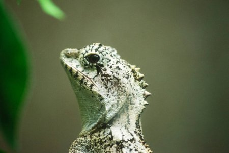 Boyds forest dragon has very enlarged cheek scales, a prominent crest, and a yellow under the chin that is edged with enlarged spine