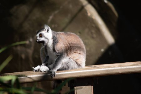 Ring-tailed lemur backs are grey to rosy brown with grey limbs and dark grey heads and necks. They have white bellies.
