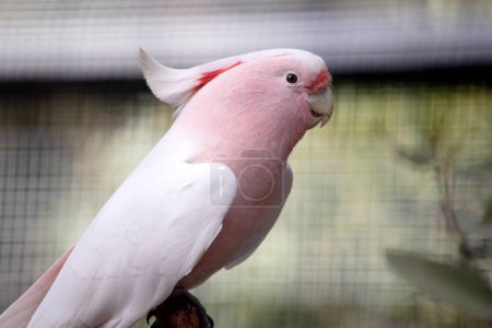 Major Mitchell's Cockatoo is the only Australian cockatoo that is salmon-pink below and white above.