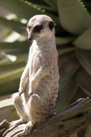 Meerkats have dark patches around their eyes to protect their eyes from the sun, as well as a dark tip on their tail.