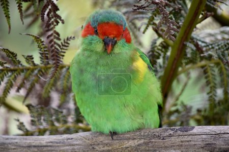 El Lori almizclero es principalmente verde y se identifica por su frente roja, corona azul y una distintiva banda amarilla en su ala..