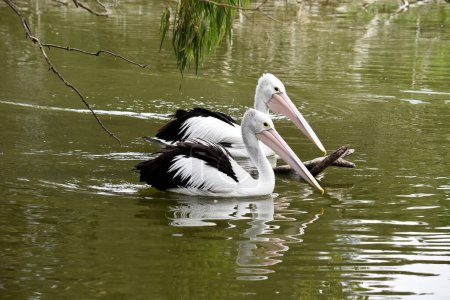 Australian pelicans are one of the largest flying birds. They have a white body and head and black wings. They have a large pink bill.