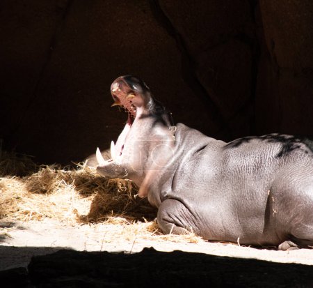 Los hipopótamos pigmeos son grandes mamíferos semiacuáticos, con un cuerpo grande en forma de barril, patas cortas, una cola corta y una cabeza enorme.