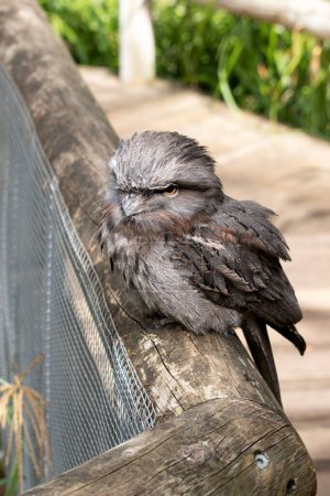 el tawny-frogmouth tiene un gris moteado, blanco, negro y rufo los patrones de plumas les ayudan a imitar ramas de árboles muertos. Sus plumas son suaves, como las de los búhos,