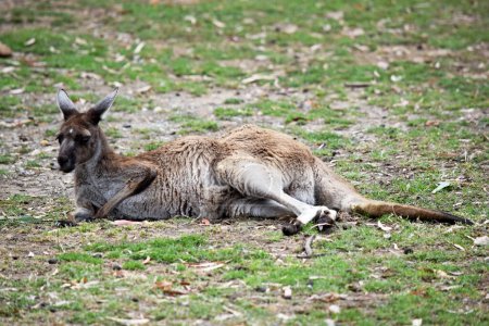 Los canguros grises occidentales tienen un hocico de pelo fino. Tienen pieles de color marrón claro a marrón oscuro. Las patas, los pies y las puntas de la cola varían en color de marrón a negro.