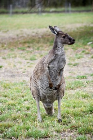 Western grey kangaroo has grey brown in colour. Their underparts are pale grey or whitish. They have long ears with a whitish inner fringe and dark eyes.
