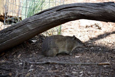 Téléchargez les photos : Les Bandicoots brun du Sud ont à peu près la taille d'un lapin et ont un museau pointu, un dos bosselé, une queue mince et de grands pattes postérieures - en image libre de droit