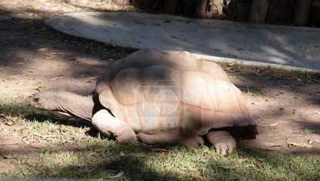 Aldabras Tortoises are one of the world's largest land tortoises