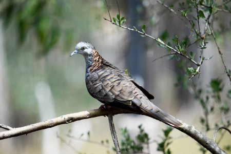 la colombe barrée a une tête, un cou et une poitrine bleu-gris, avec une tache rouge-bronze distinctive sur le cou postérieur, avec une barre foncée.
