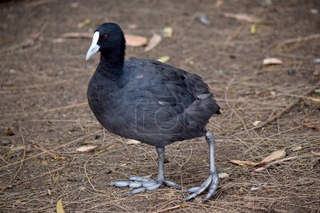 The Eurasian coot is a black sea bird with a white frontal shield
