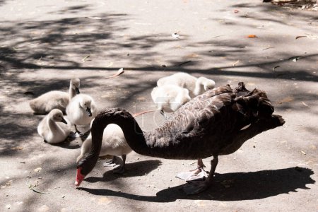 Cygnets are grey when they hatch with black beaks and gradually turn brown over the first six months at which time they learn to fly. the swan is black with a red beak