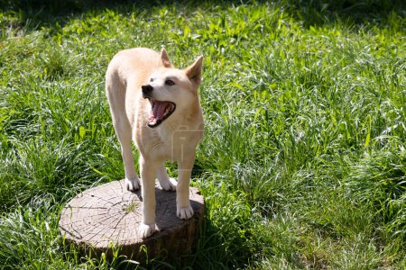 Les Dingos sont un loup comme un chien. Ils ont un long museau, des oreilles dressées et de fortes griffes. Ils ont généralement un pelage de gingembre et la plupart ont des marques blanches sur leurs pieds, l'extrémité de la queue et la poitrine