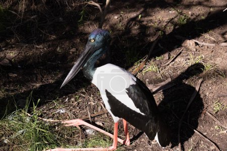Der Jabiru oder Schwarzhalsstorch ist ein schwarz-weißer Wasservogel, der stattliche 1,3m groß ist und eine Flügelspannweite von etwa 2m hat..