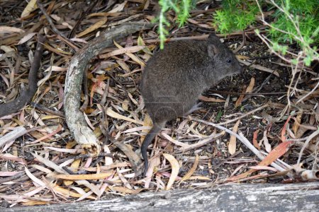 The Long-nosed Potoroos have a brown to grey upper body and paler underbody. 