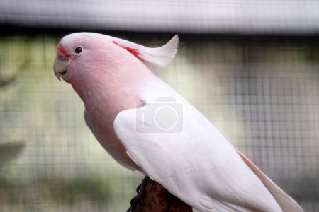 Major Mitchell's Cockatoo is the only Australian cockatoo that is salmon-pink below and white above.