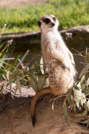 Meerkats take turns standing in a raised lookout position above the burrows so they can see everything and protect their clan while other members are foraging or playing