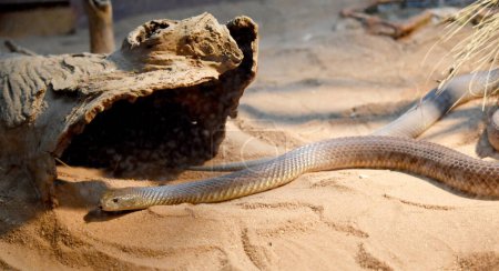 Mulgas are a highly venomous snake and their venom is produced in huge quantities! A large mulga may deliver over 150 milligrams of venom in one bite,