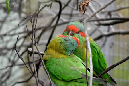Photo for The musk lorikeet is mainly green and it is identified by its red forehead, blue crown and a distinctive yellow band on its wing. - Royalty Free Image