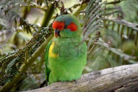 Photo for The musk lorikeet is mainly green and it is identified by its red forehead, blue crown and a distinctive yellow band on its wing. - Royalty Free Image