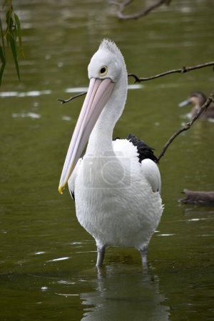 Les pélicans australiens sont l'un des plus grands oiseaux volants. Ils ont un corps blanc et la tête et les ailes noires. Ils ont un gros billet rose..