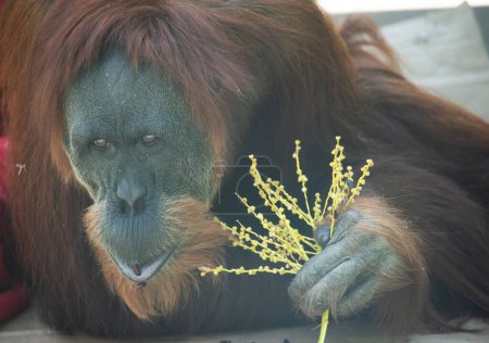 Orangutans are the largest arboreal mammal, spending most of their time in trees. Long, powerful arms and grasping hands and feet allow them to move through the branches.