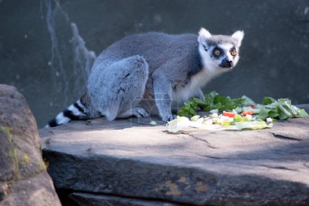 the ring tailed lemur is about to eat her vegetables