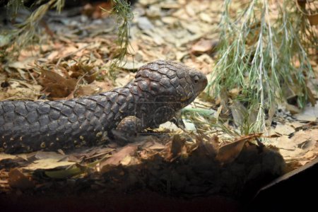 The Shingleback has a very large head, a very short blunt tail, short legs and large rough scales.