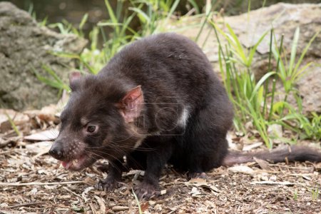 Tasmanian Devils have black fur with a large white stripe across their breast and the odd line on their back.