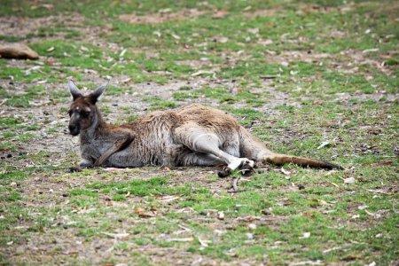 Westliche graue Kängurus haben eine feine Schnauze. Sie haben hell- bis dunkelbraunes Fell. Pfoten, Füße und Schwanzspitzen variieren in Farbe von braun bis schwarz.