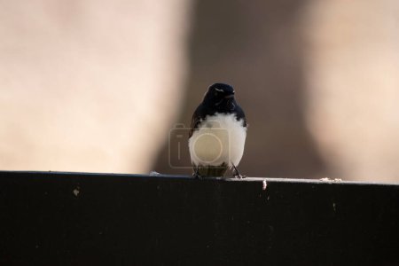 the willy wagtail is a small bird with a white breast and black body