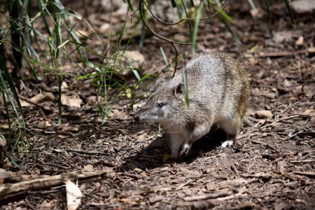 Southern brown Bandicoots are about the size of a rabbit, and have a pointy snout, humped back, thin tail and large hind feet