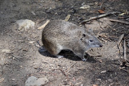 Foto de Los Bandicoots marrones del sur son aproximadamente del tamaño de un conejo, y tienen un hocico puntiagudo, espalda jorobada, cola delgada y patas traseras grandes - Imagen libre de derechos