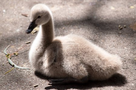 Cygnets are grey when they hatch with black beaks and gradually turn brown over the first six months at which time they learn to fly.