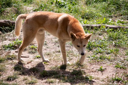 Les Dingos sont un loup comme un chien. Ils ont un long museau, des oreilles dressées et de fortes griffes. Ils ont généralement un pelage de gingembre et la plupart ont des marques blanches sur leurs pieds, l'extrémité de la queue et la poitrine.