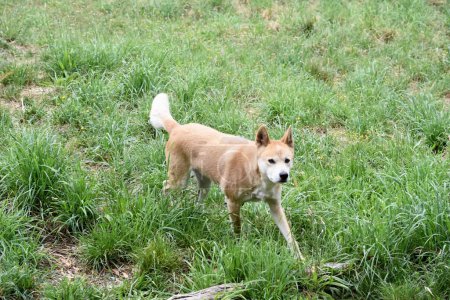 Dingos haben eine lange Schnauze, aufrechte Ohren und kräftige Krallen. Sie haben normalerweise ein Ingwerfell und die meisten haben weiße Markierungen an Füßen, Schwanzspitze und Brust..