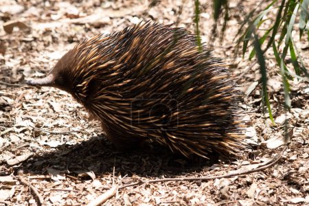 the short nosed echidna has strong-clawed feet and spines on the upper part of a brownish body. 