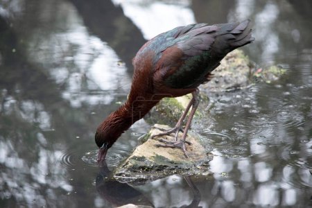 The glossy ibis neck is reddish-brown and the body is a bronze-brown with a metallic iridescent sheen on the wings.