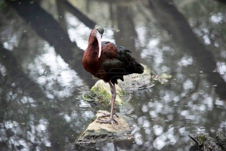 The glossy ibis neck is reddish-brown and the body is a bronze-brown with a metallic iridescent sheen on the wings. 