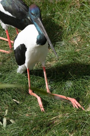 The Jabiru or black necked stork is a black-and-white waterbird stands an impressive 1.3m tall and has a wingspan of around 2m. The head and neck are black with an iridescent green and purple sheen. 